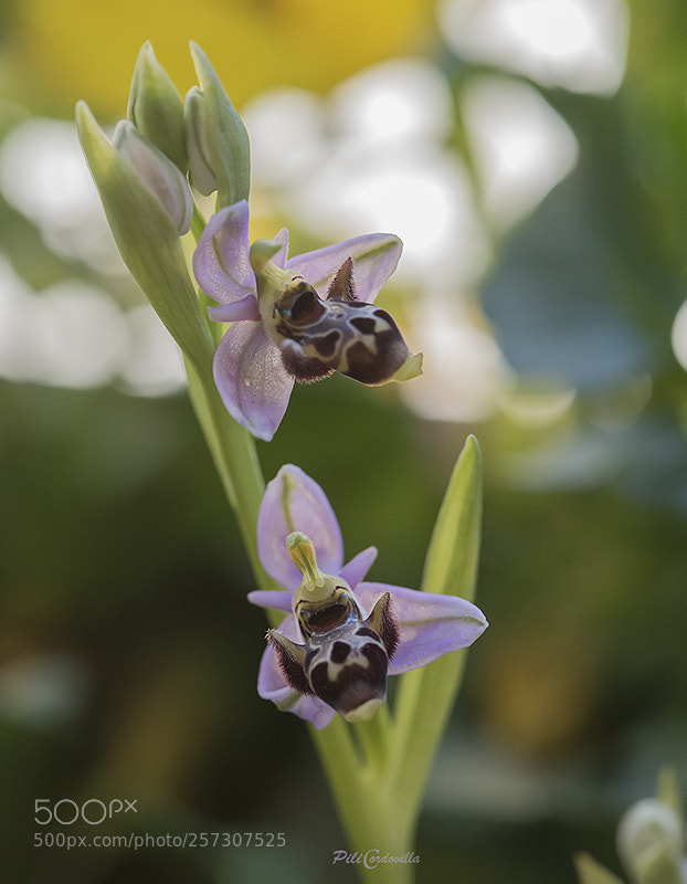 Nikon D750 sample photo. Orquidea scolopa picta photography