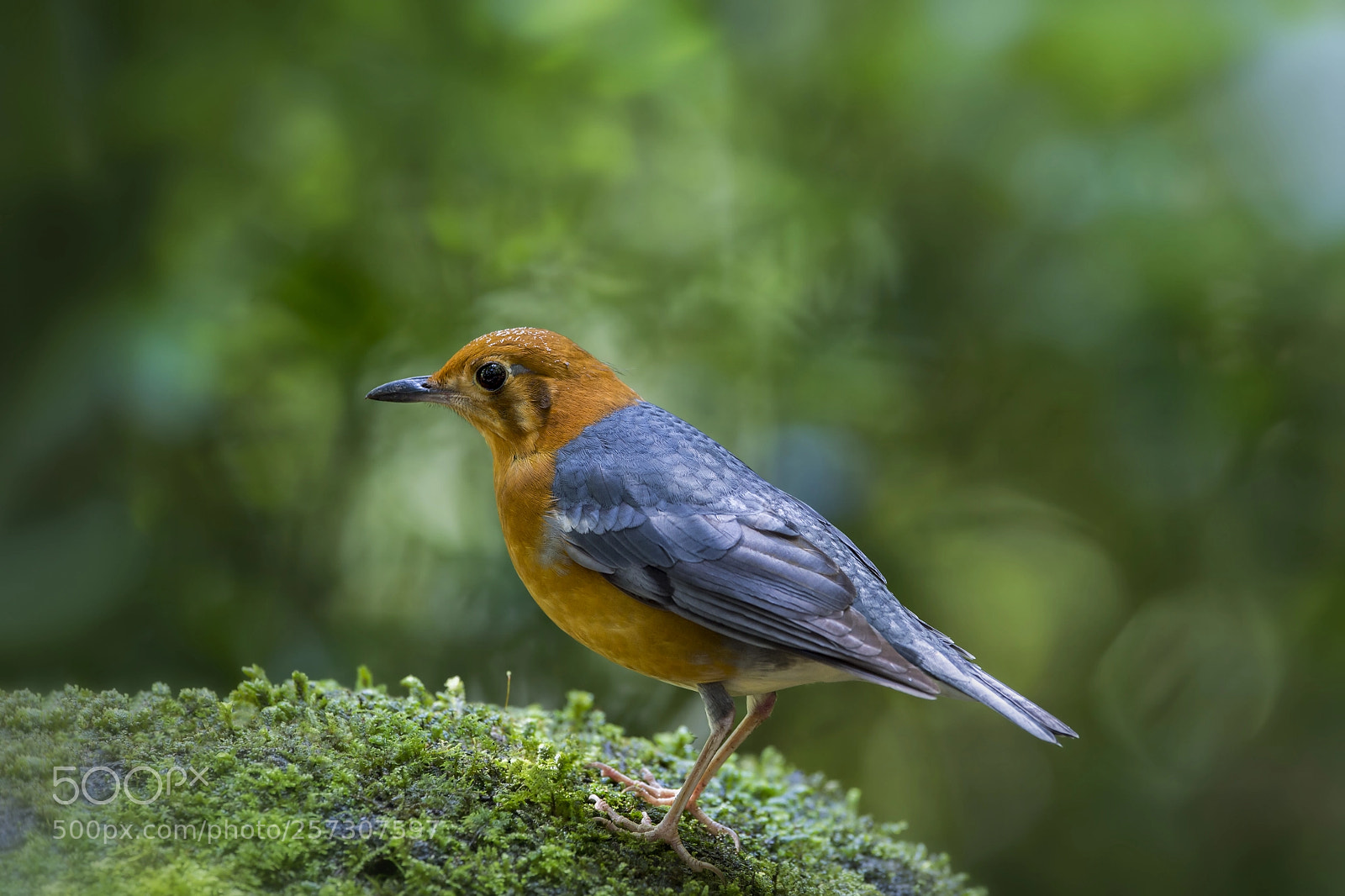 Nikon D4 sample photo. Orange-headed thrush (male, sub-species) photography