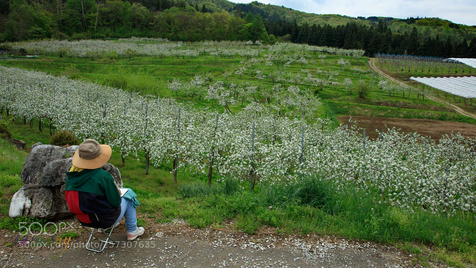 Canon EOS 5DS sample photo. Hill of the fruits photography