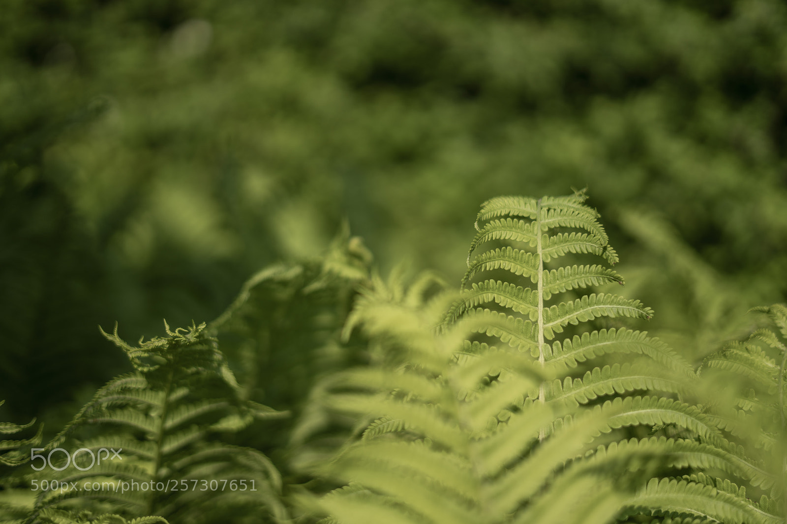 Sony a7R II sample photo. Something green photography