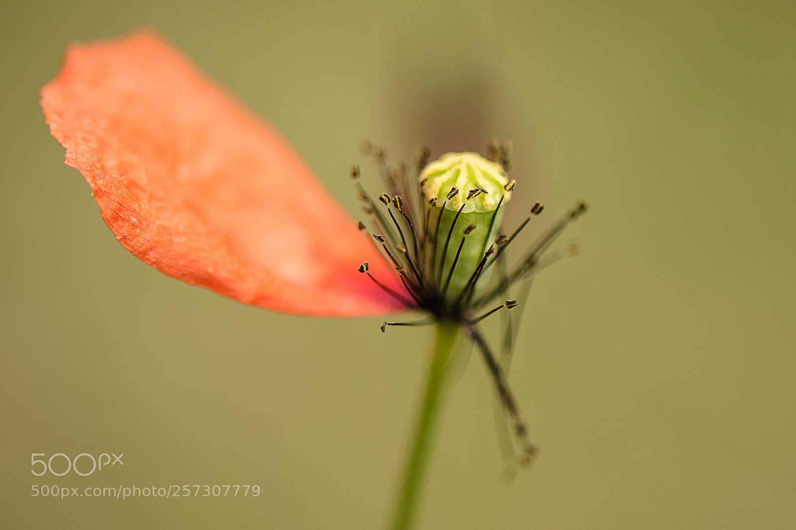 Nikon D750 sample photo. Poppy photography