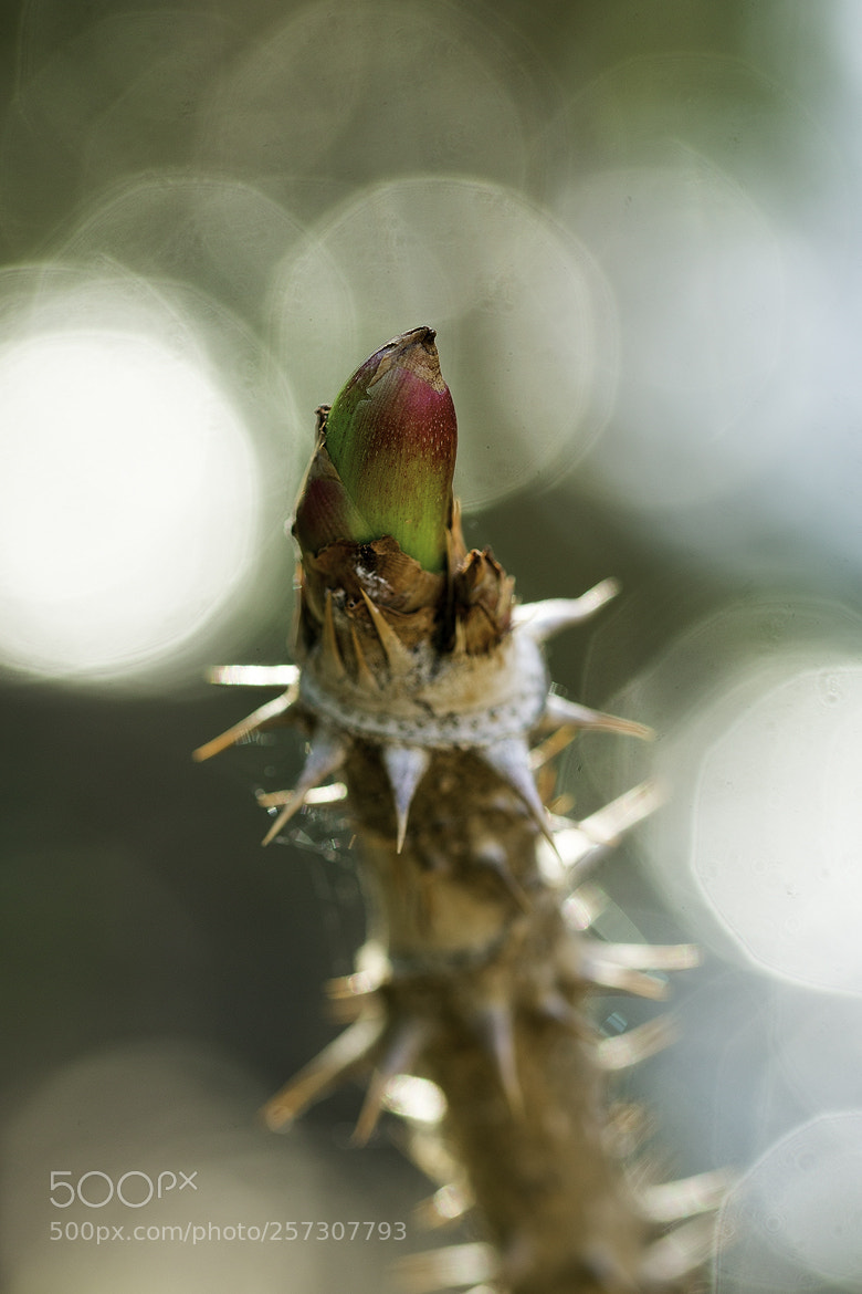Nikon D600 sample photo. 180510 photography