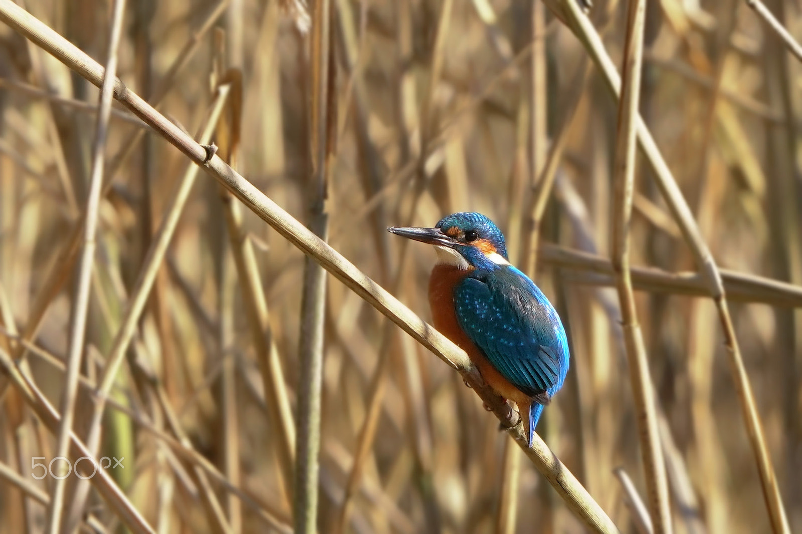 Sony a99 II + Sony 70-400mm F4-5.6 G SSM sample photo. Eisvogelkopieflickr photography