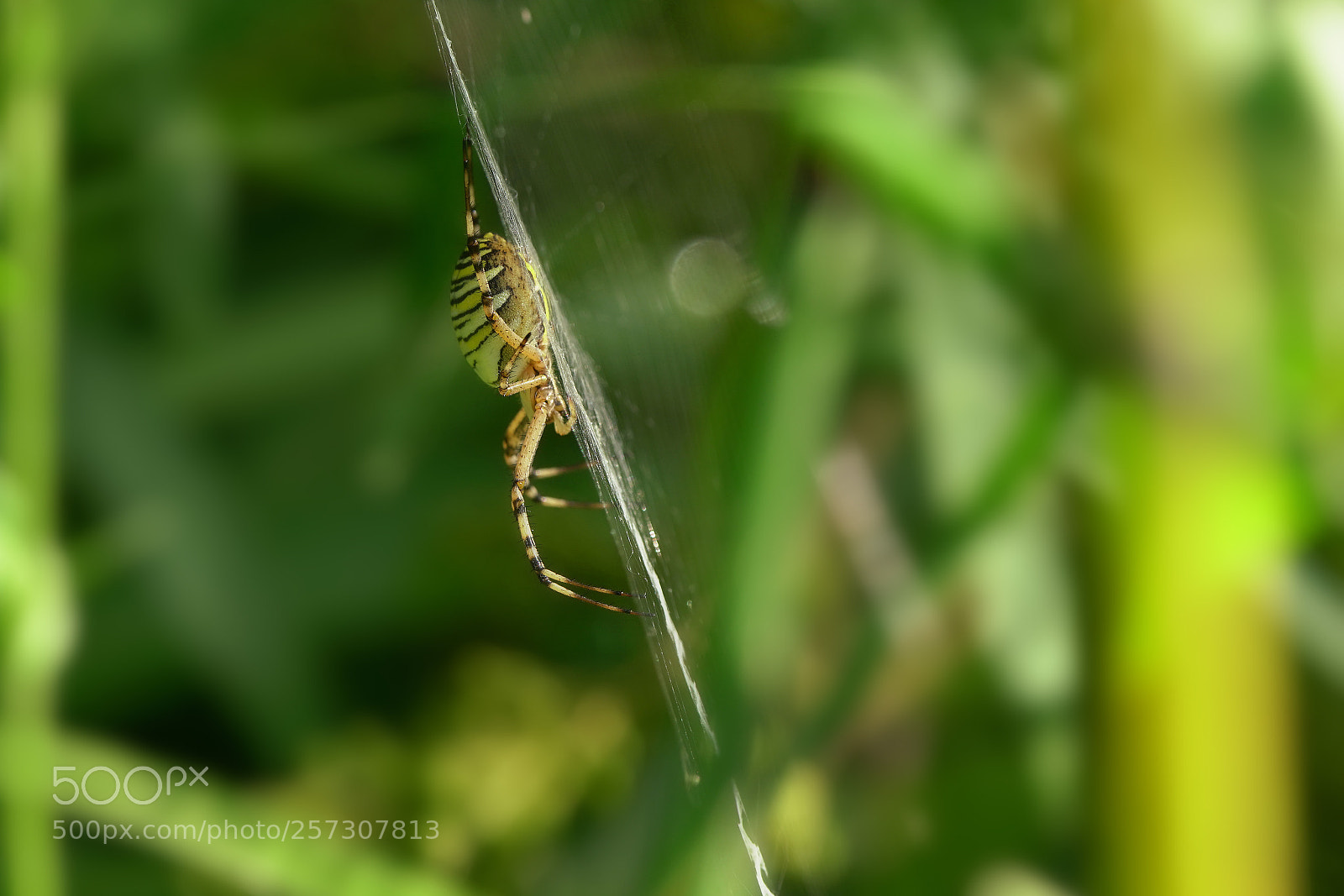 Sony a99 II sample photo. Zebraspinnekopieflickr photography