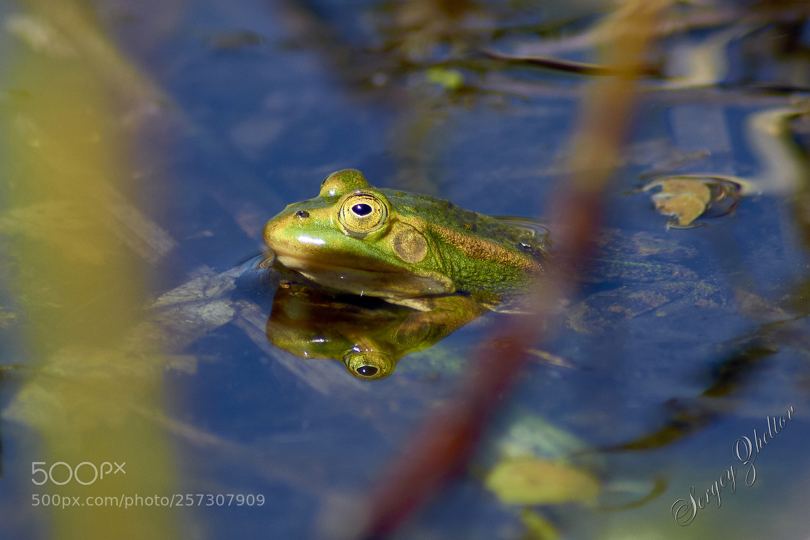 Nikon D7000 sample photo. Princess frog photography