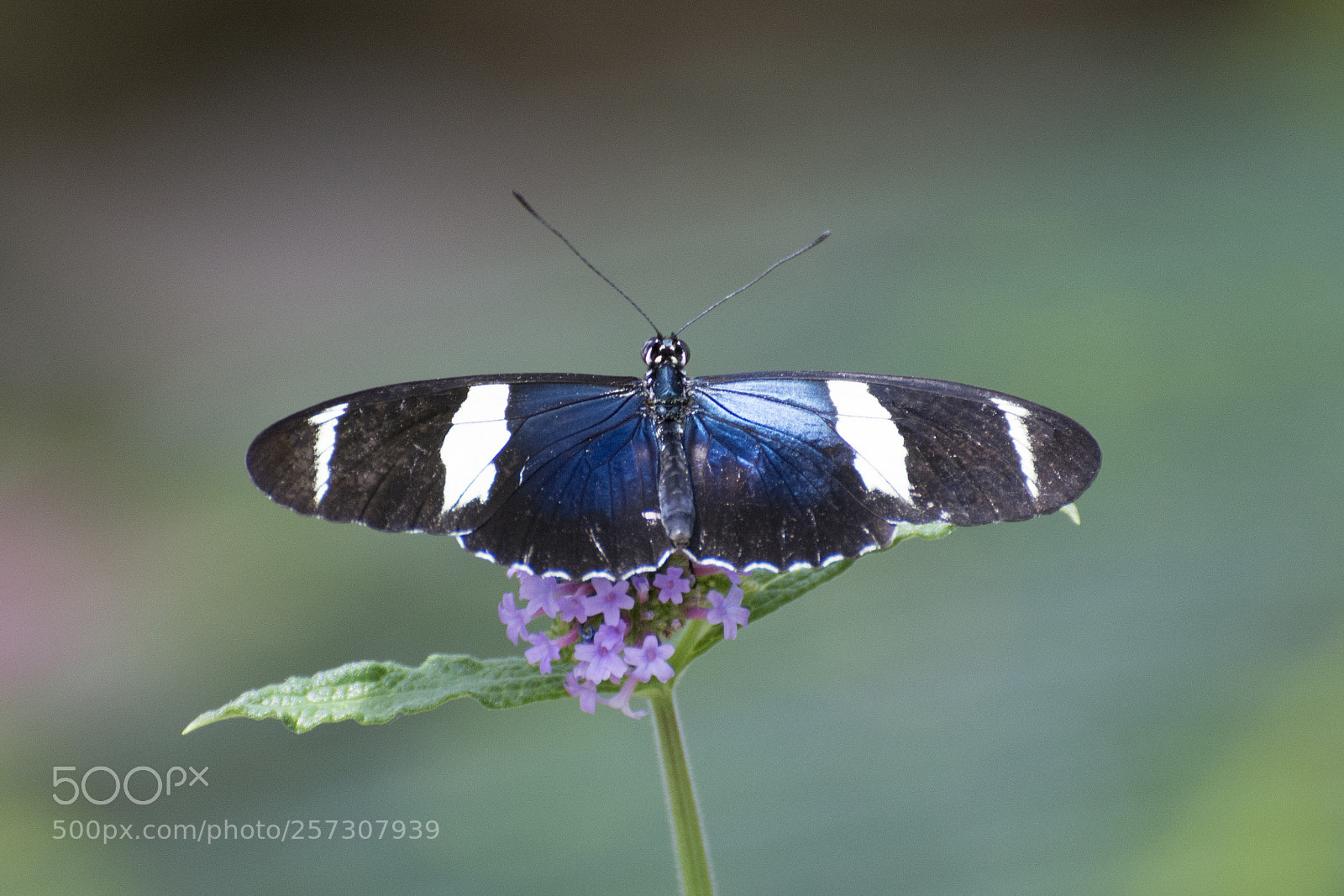 Nikon D7200 sample photo. Butterfly 2018-22 photography