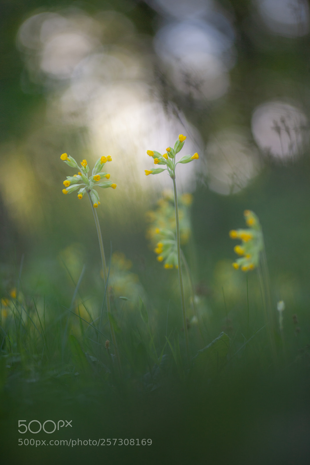 Canon EOS-1Ds Mark III sample photo. Summertime photography