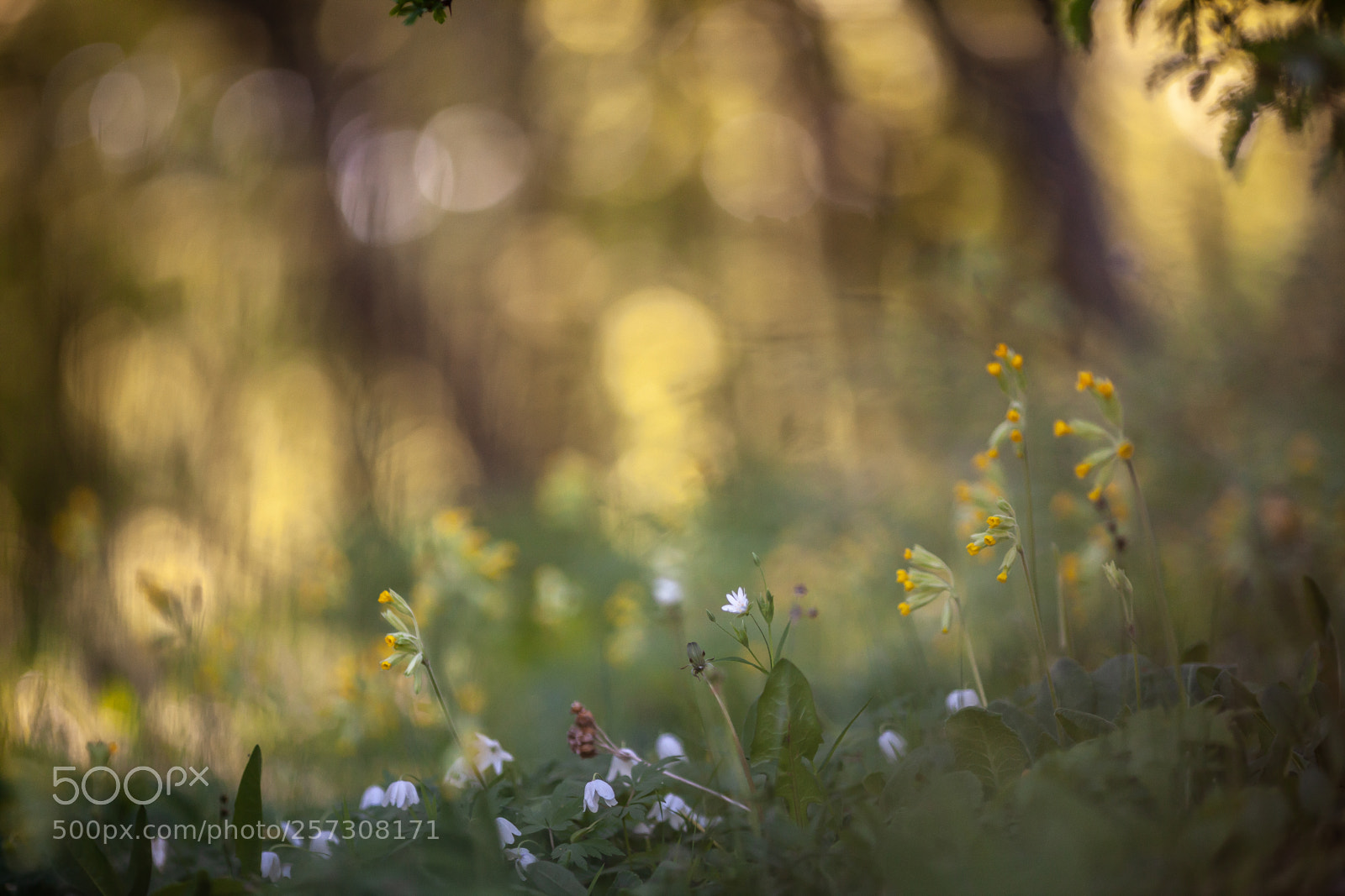 Canon EOS-1Ds Mark III sample photo. Bokeh photography