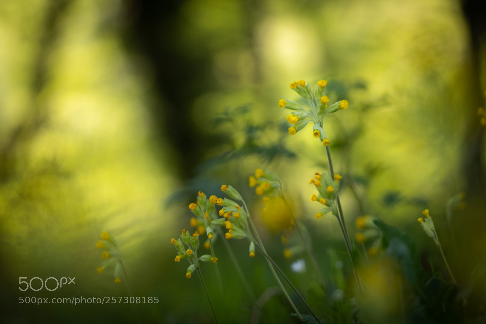 Canon EOS 80D sample photo. Down in the green photography