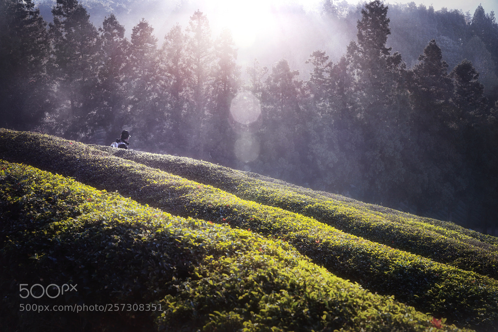 Canon EOS 6D Mark II sample photo. Morning shine photography