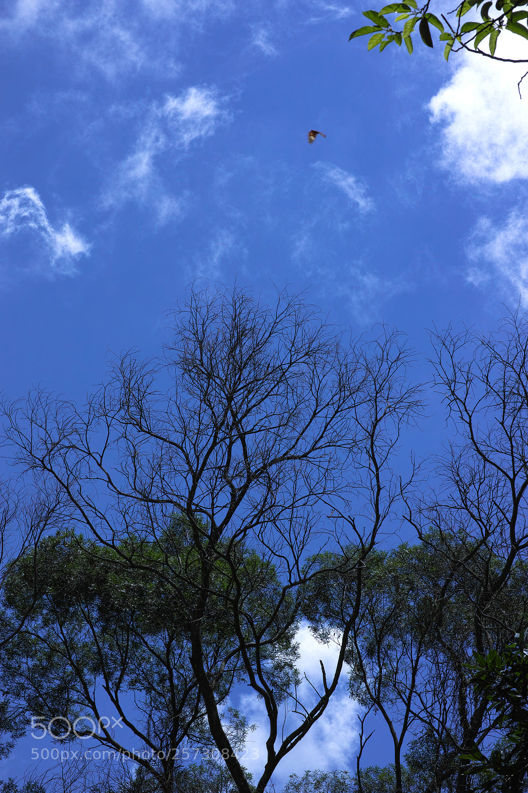 Sigma DP3 Merrill sample photo. Countryside sky photography