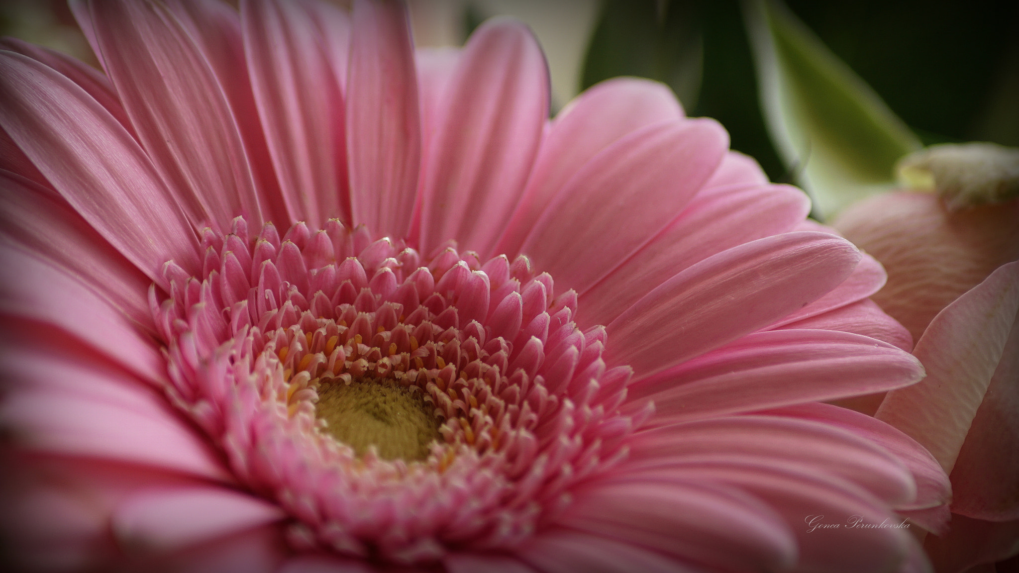 Sony DT 55-200mm F4-5.6 SAM sample photo. Pink gerbera photography