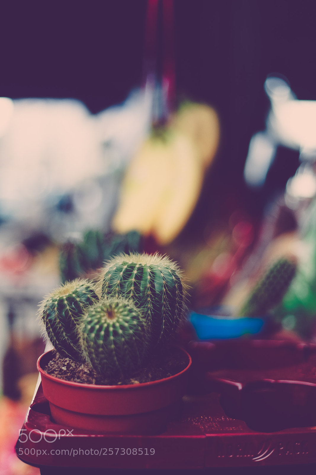 Canon EOS 5D Mark II sample photo. Cactus photography