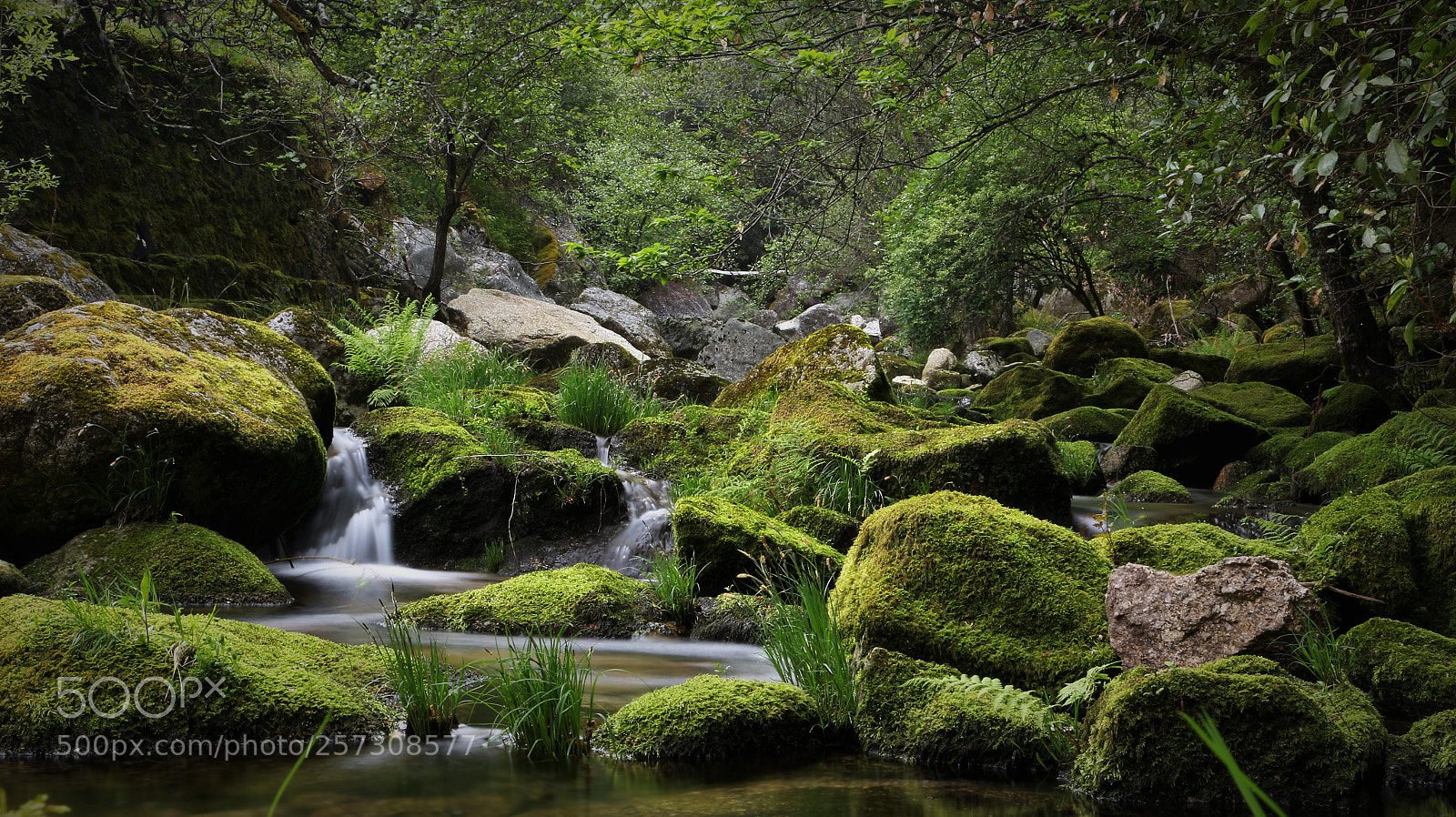 Canon EOS 700D (EOS Rebel T5i / EOS Kiss X7i) sample photo. Mosses in spring photography