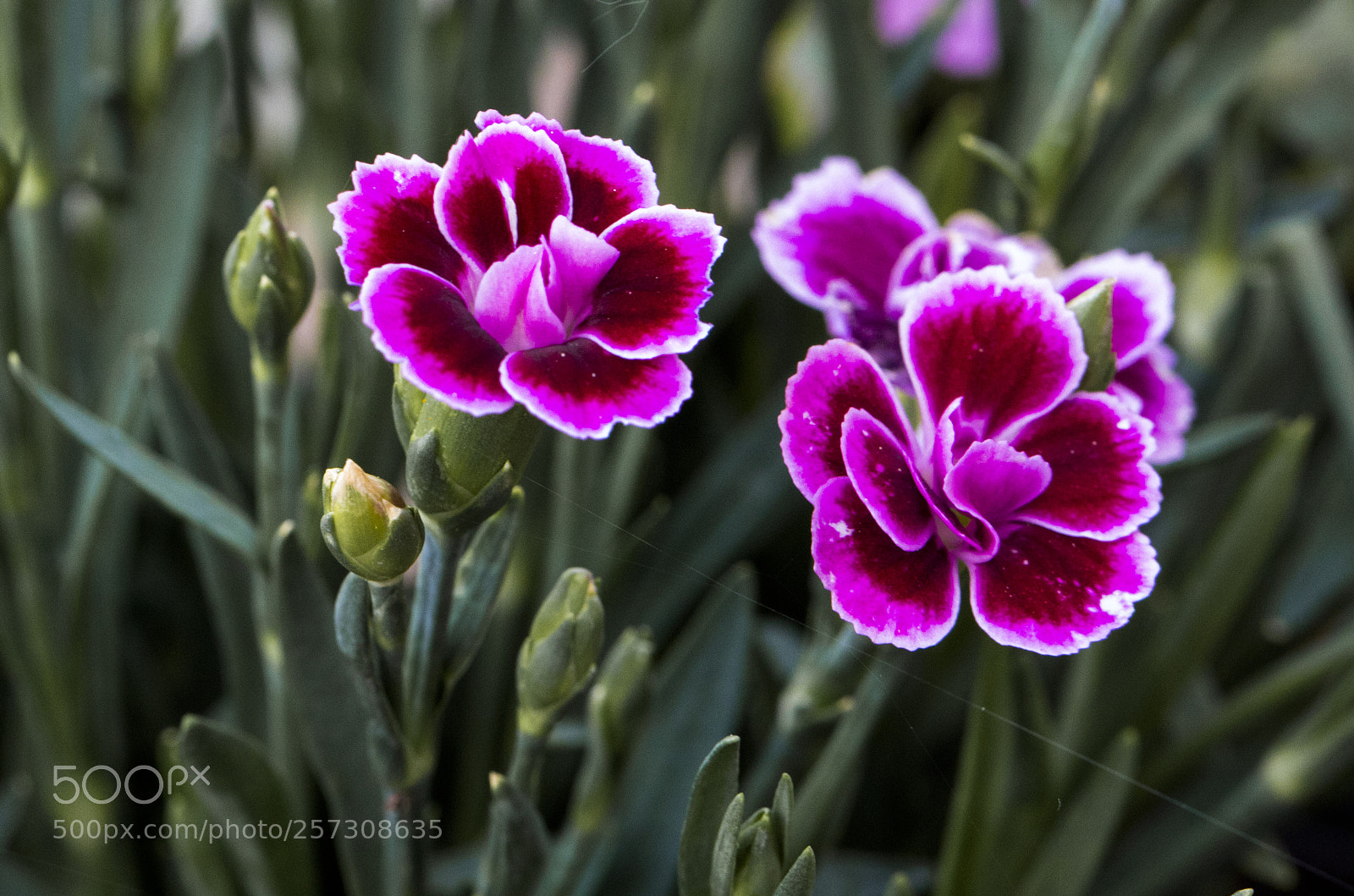 Canon EOS 5D Mark IV sample photo. Nature's vibrancy photography