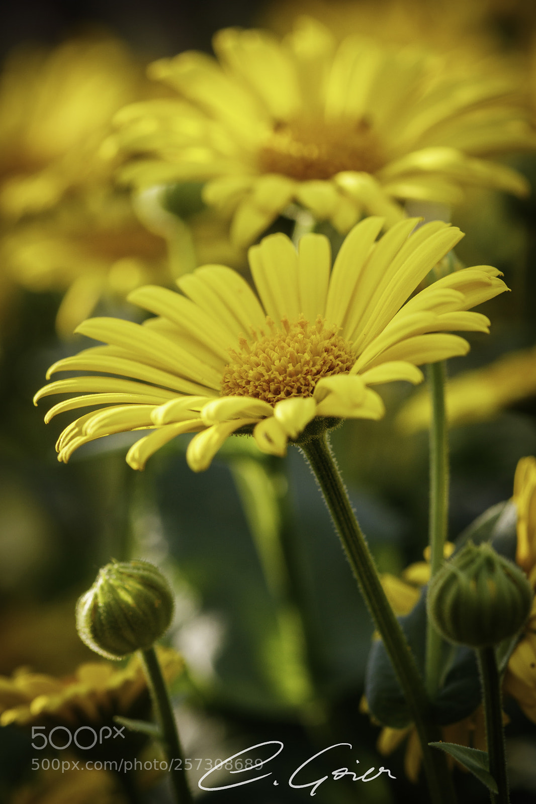 Canon EOS 77D (EOS 9000D / EOS 770D) sample photo. A kind of wonderful photography