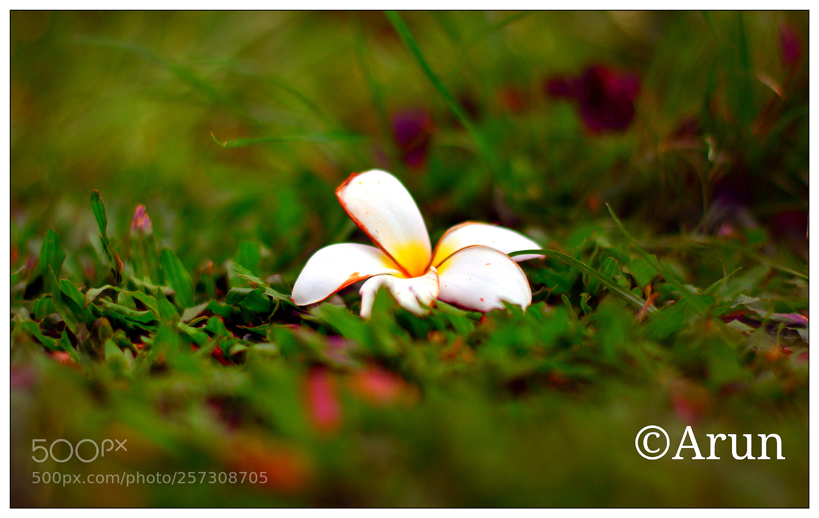 Nikon D5200 sample photo. Untitled photography