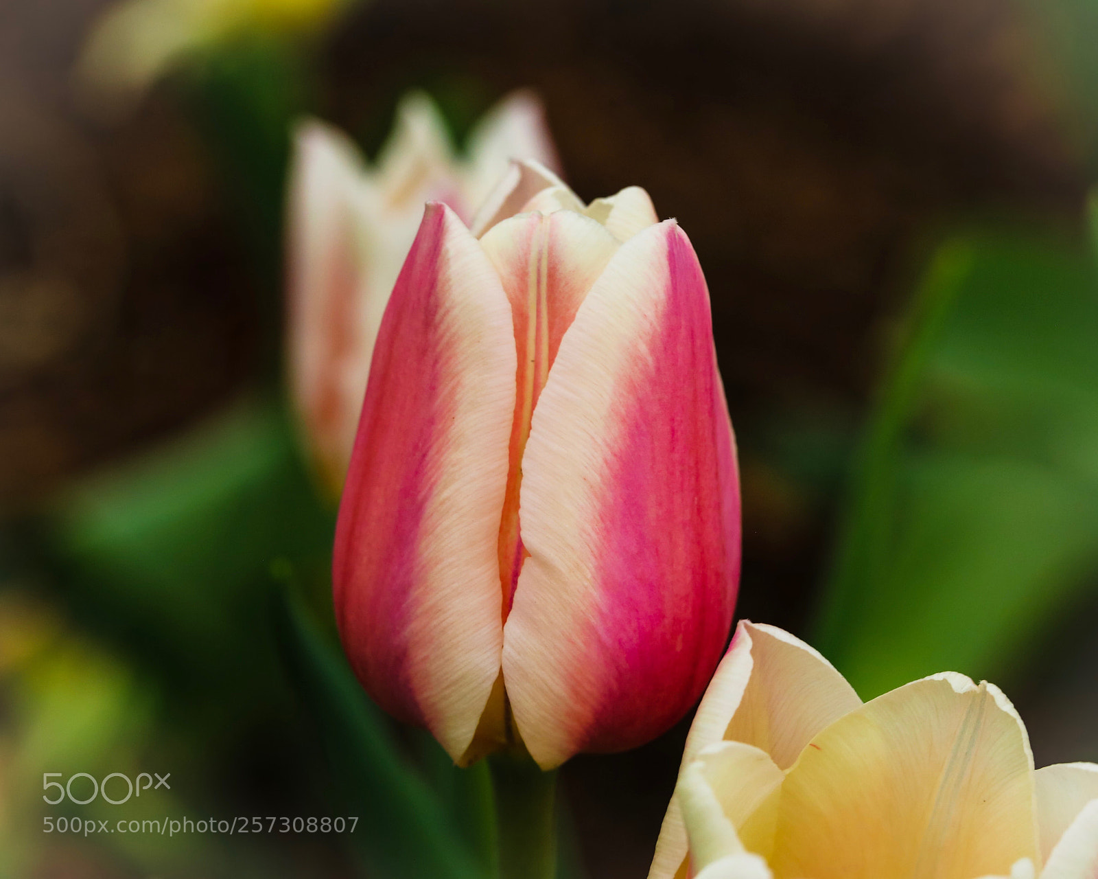 Canon EOS 6D sample photo. Two tone split photography