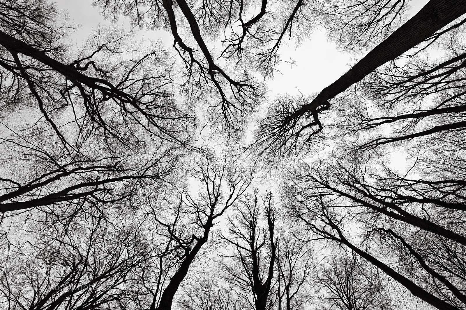 Sony a7R II sample photo. Looking up along the photography