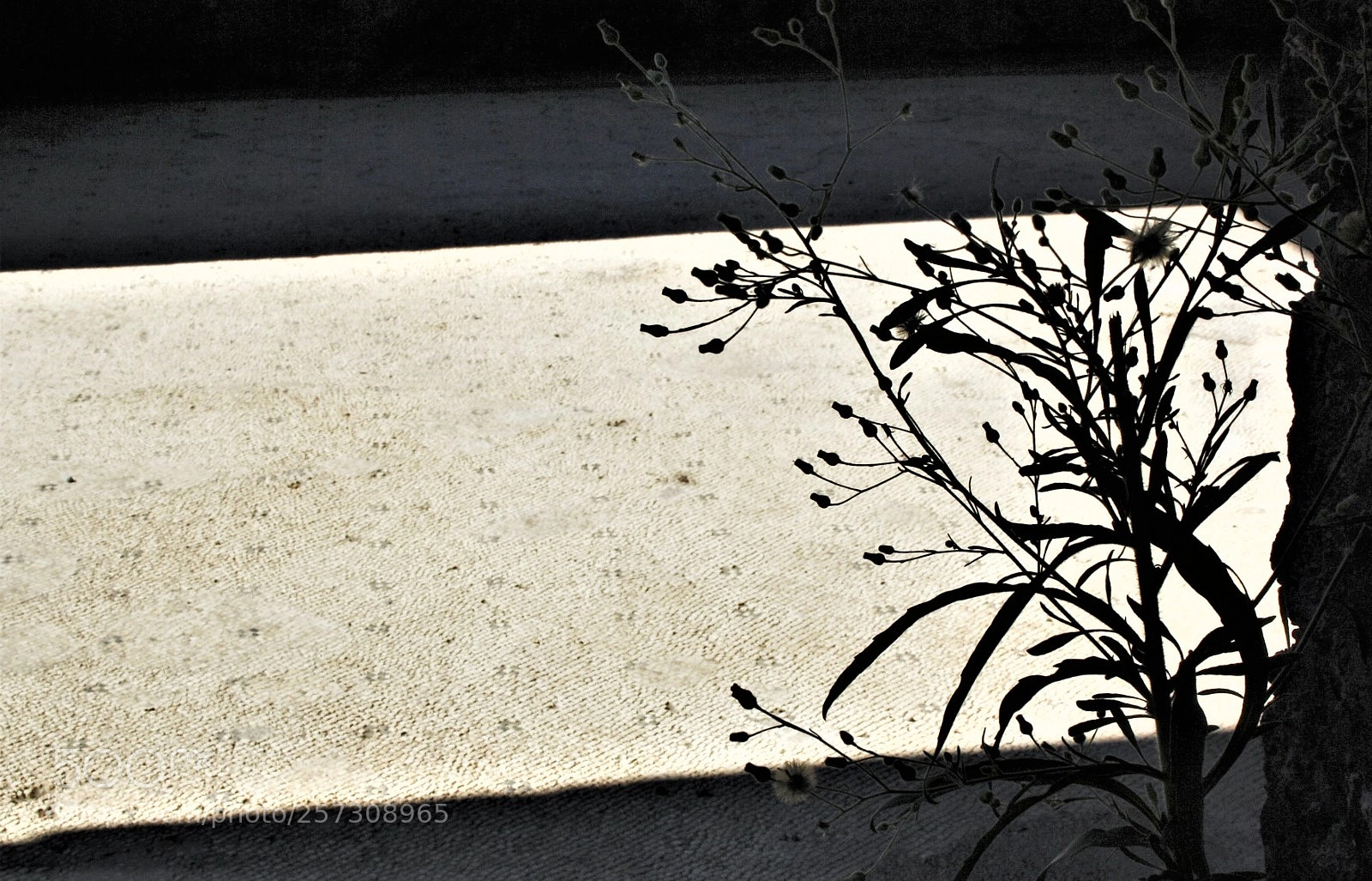 Canon EOS 1000D (EOS Digital Rebel XS / EOS Kiss F) sample photo. Ieri photography