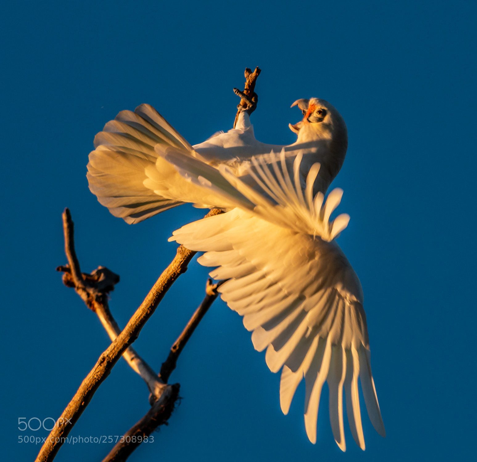 Canon EOS 70D sample photo. Cockatoo photography