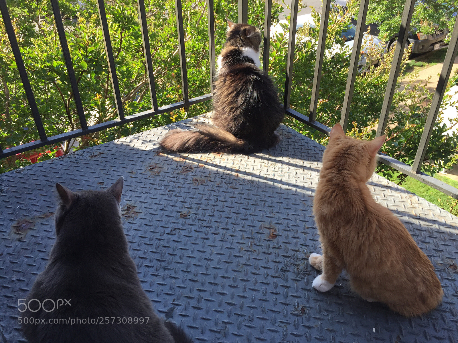 Apple iPhone 6 sample photo. 3 bird watchers  photography