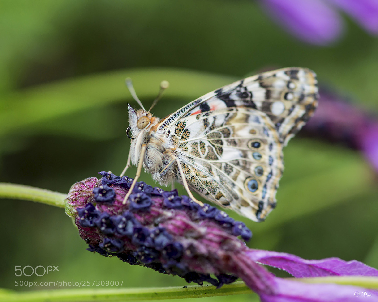 Nikon D800 sample photo. Distelfalter photography