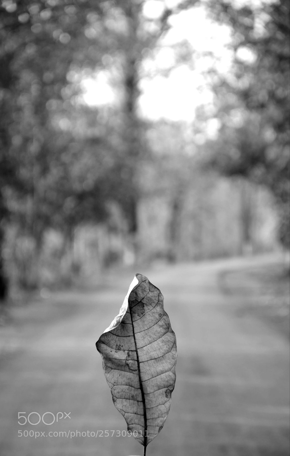 Nikon D7000 sample photo. Untitled photography