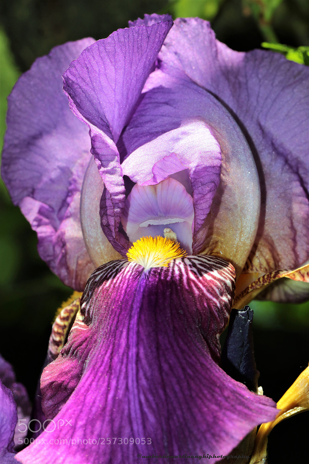 Canon EOS 7D Mark II sample photo. Hibiscus photography