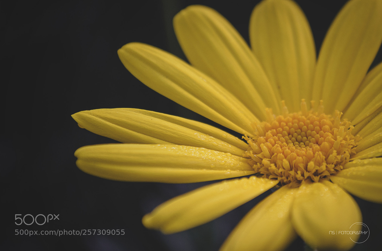 Nikon D3100 sample photo. Petals of joy photography