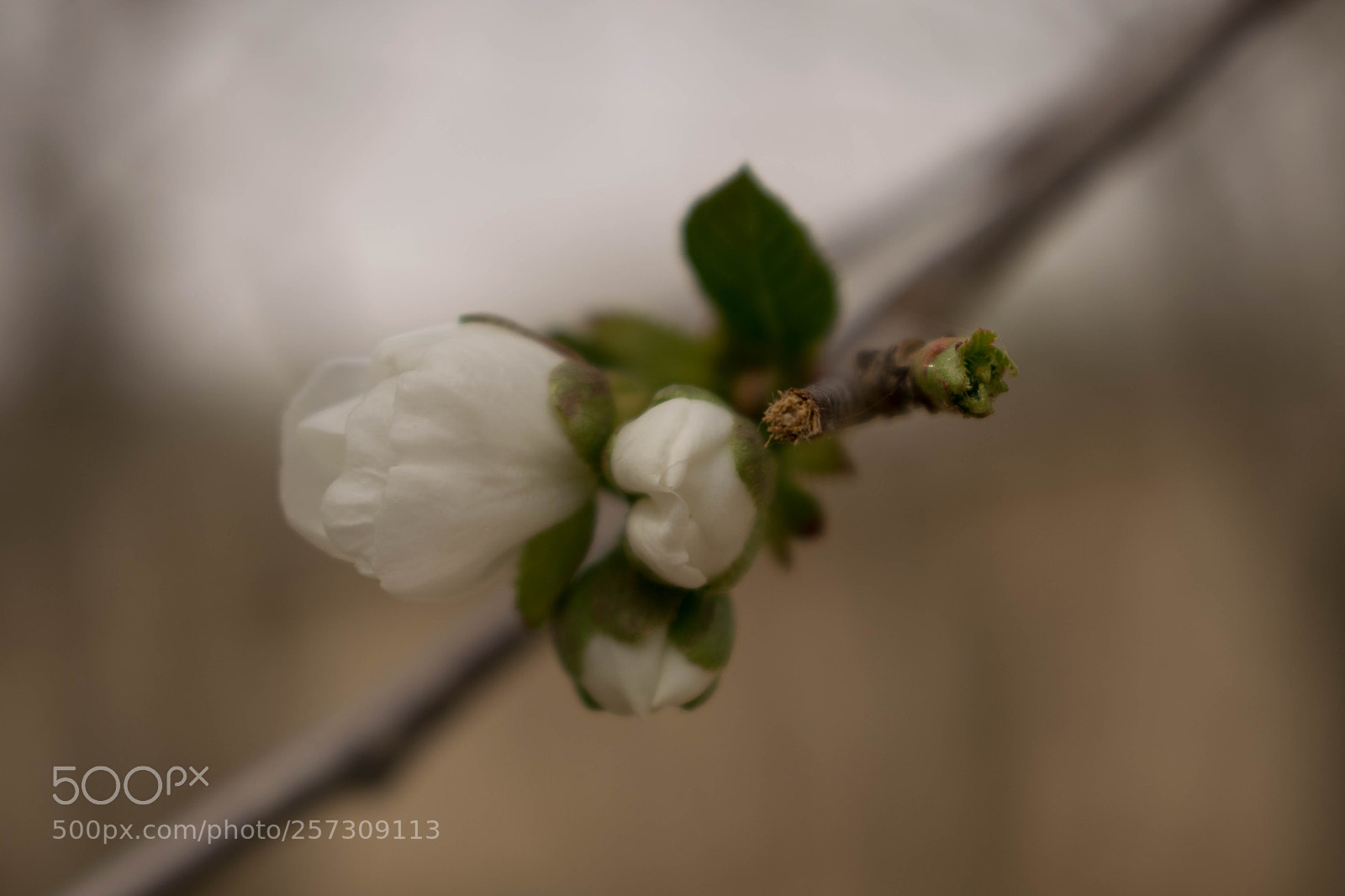 Nikon D3300 sample photo. Germination photography