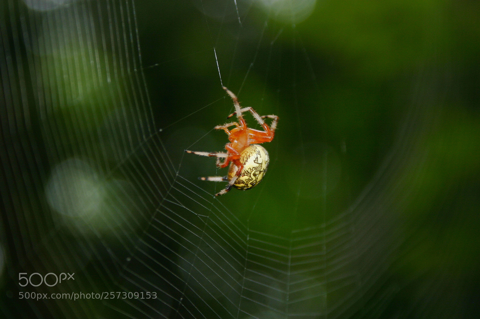 Canon EOS 300D (EOS Digital Rebel / EOS Kiss Digital) sample photo. Pretty orb spider photography