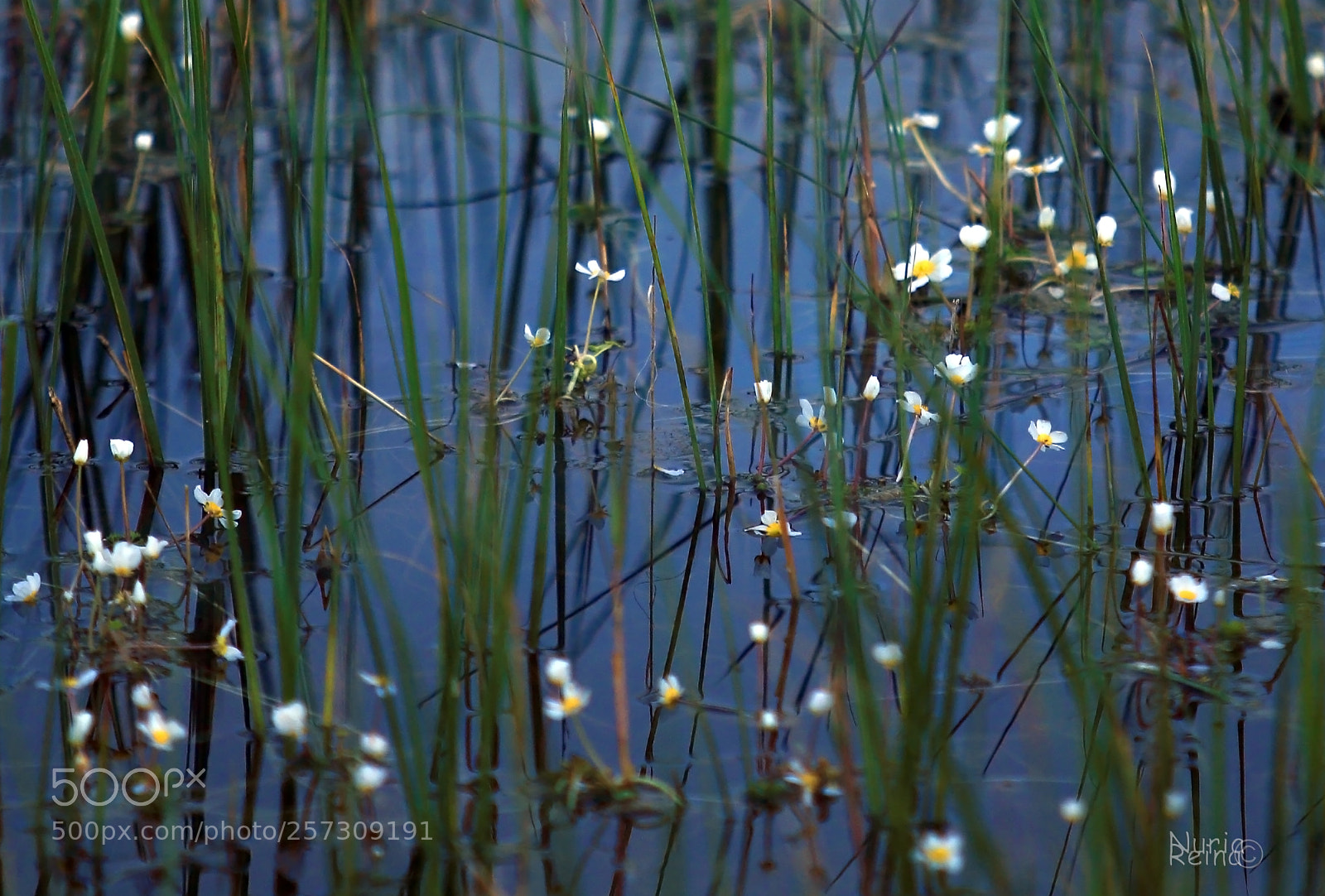 Canon EOS 70D sample photo. Little flowers of the photography