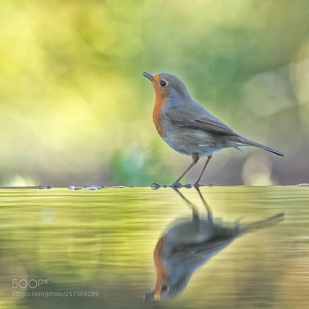 Canon EOS 7D Mark II sample photo. Colourful robin photography