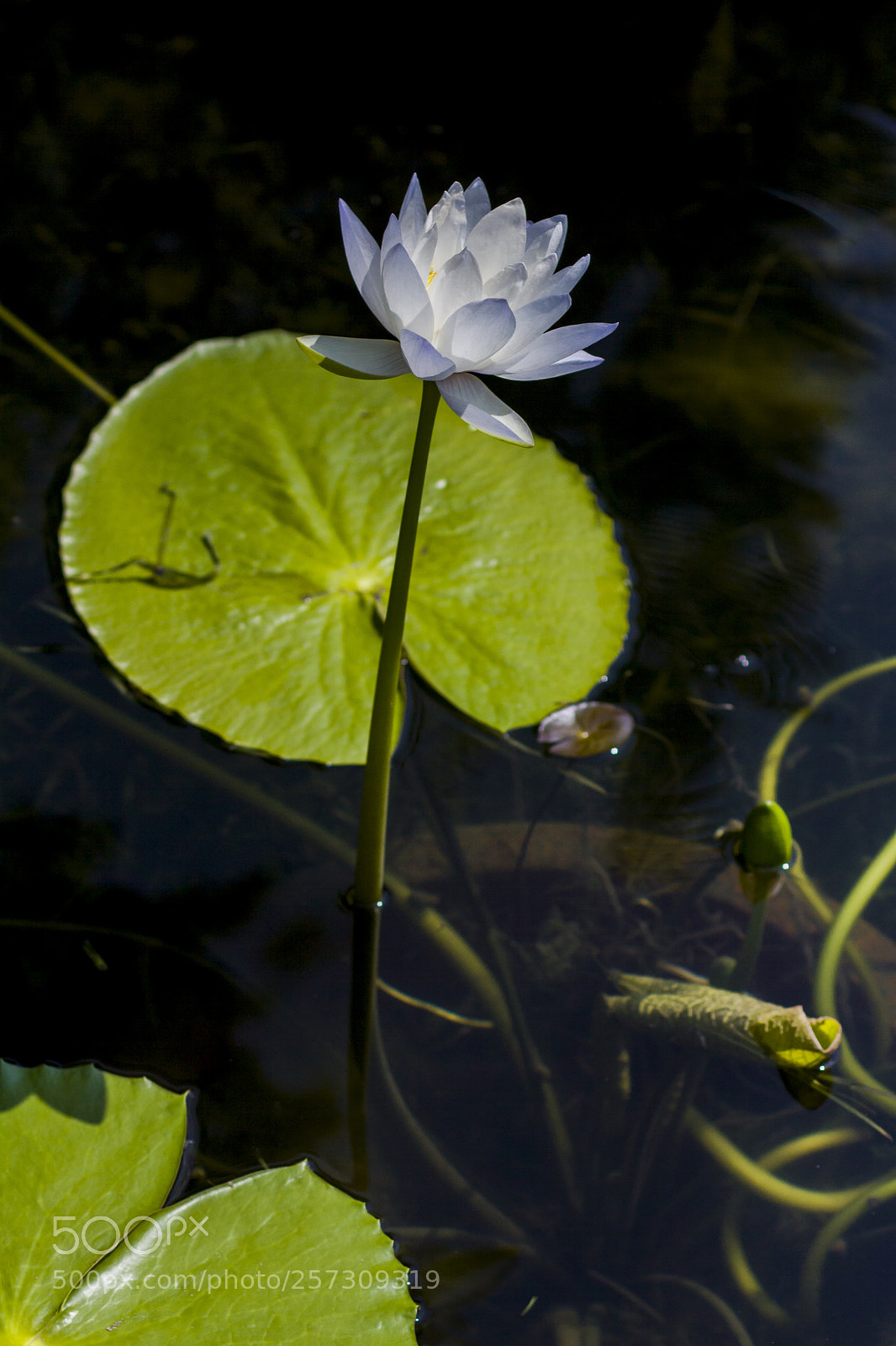 Canon EOS 50D sample photo. Lotus lantern photography
