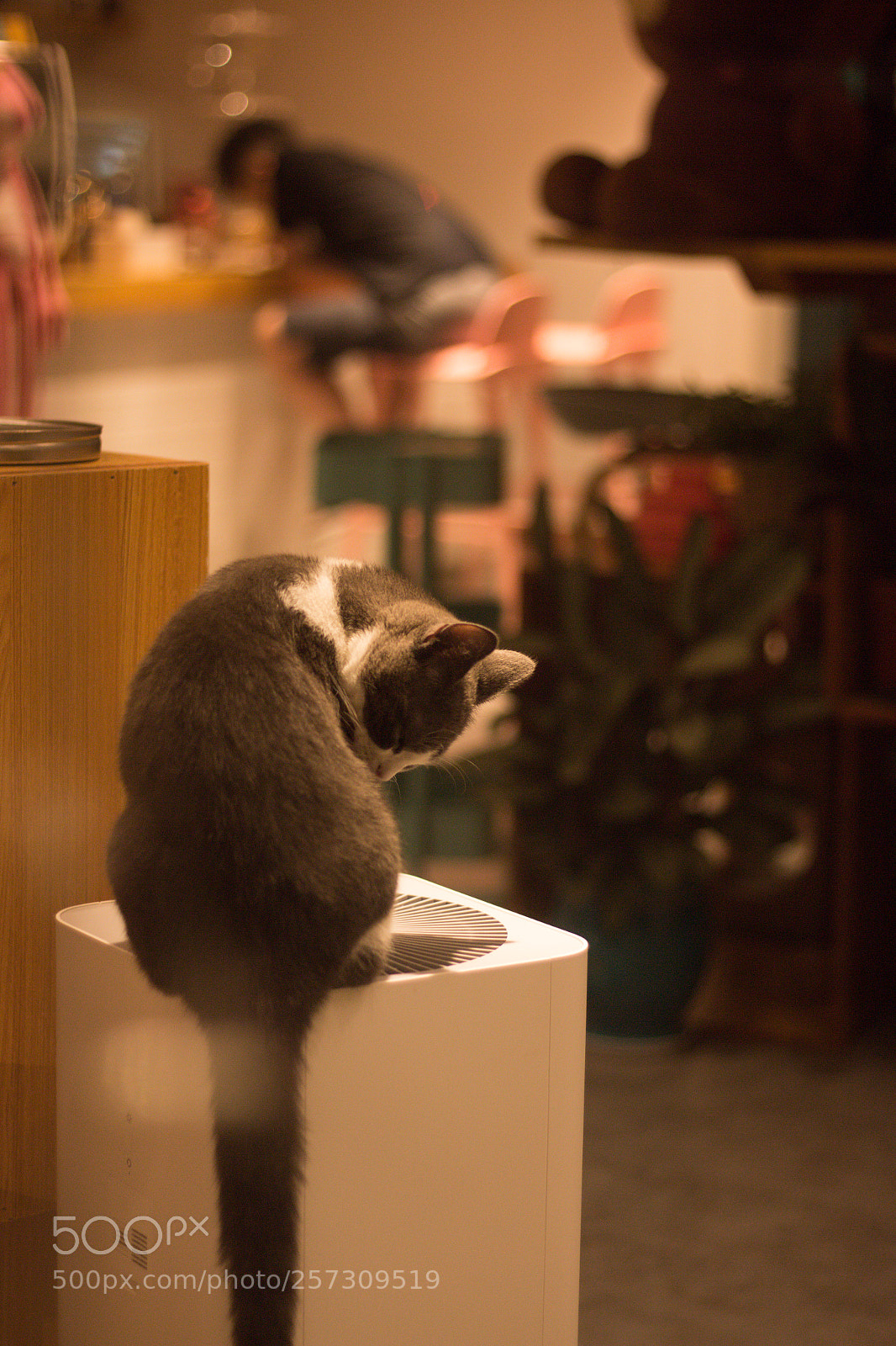 Canon EOS 70D sample photo. 给你一只喵 photography