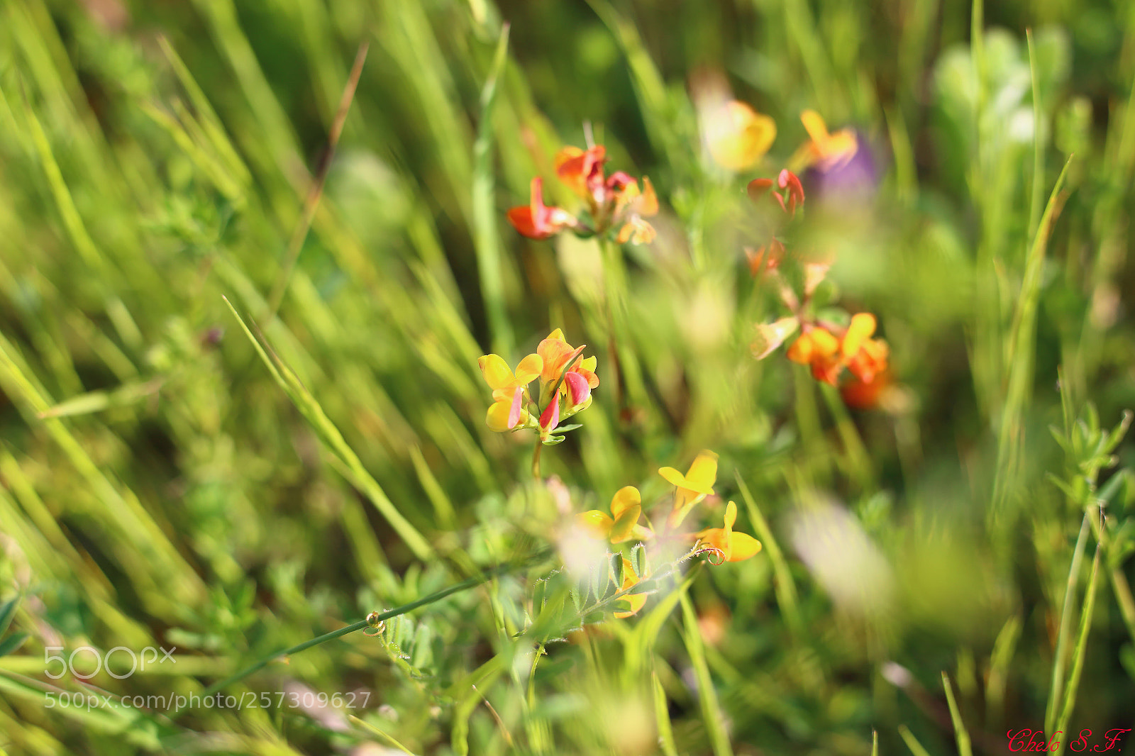 Canon EOS 6D sample photo. Untitled photography