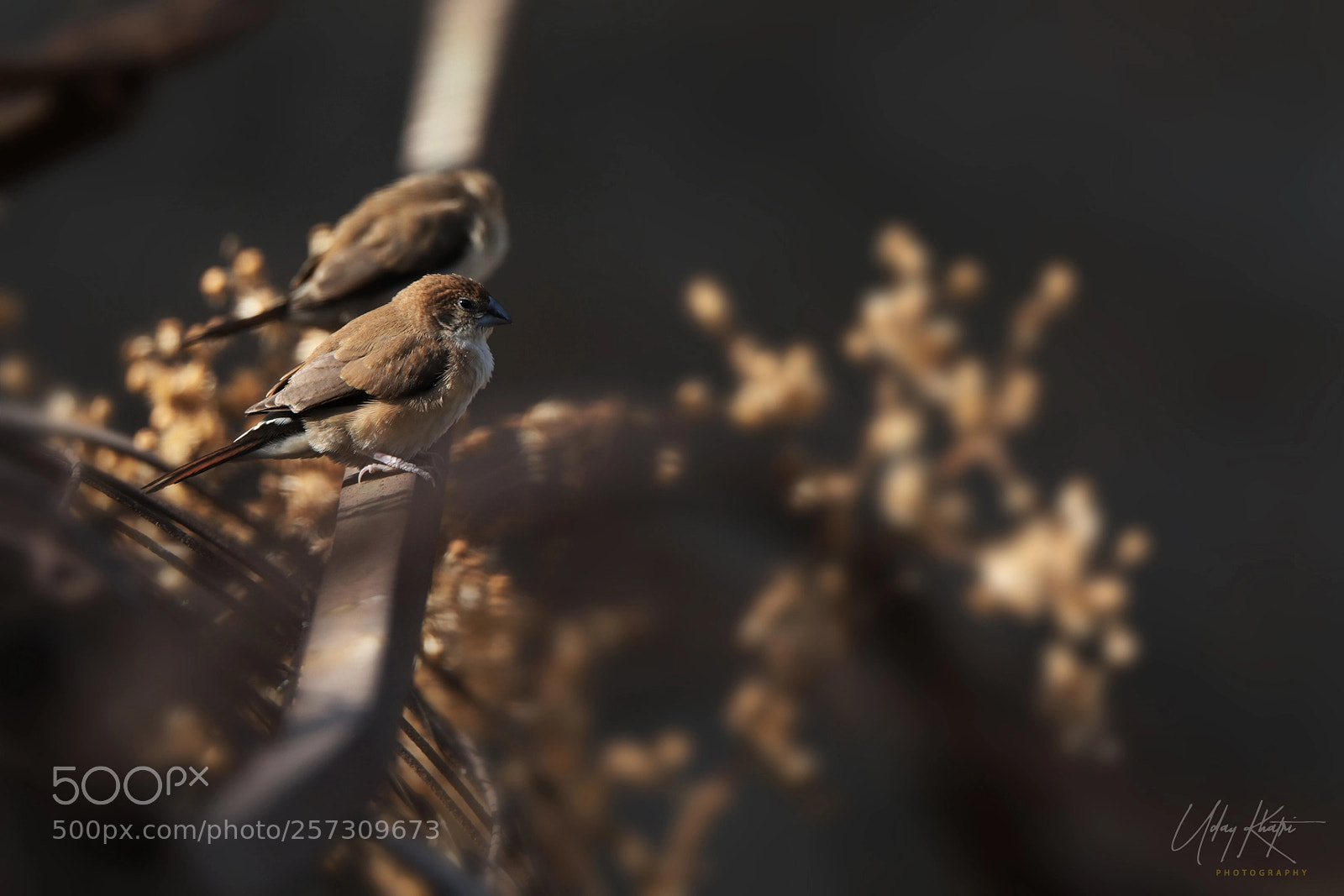 Canon EOS 5D Mark IV sample photo. Silverbill shot by uday photography