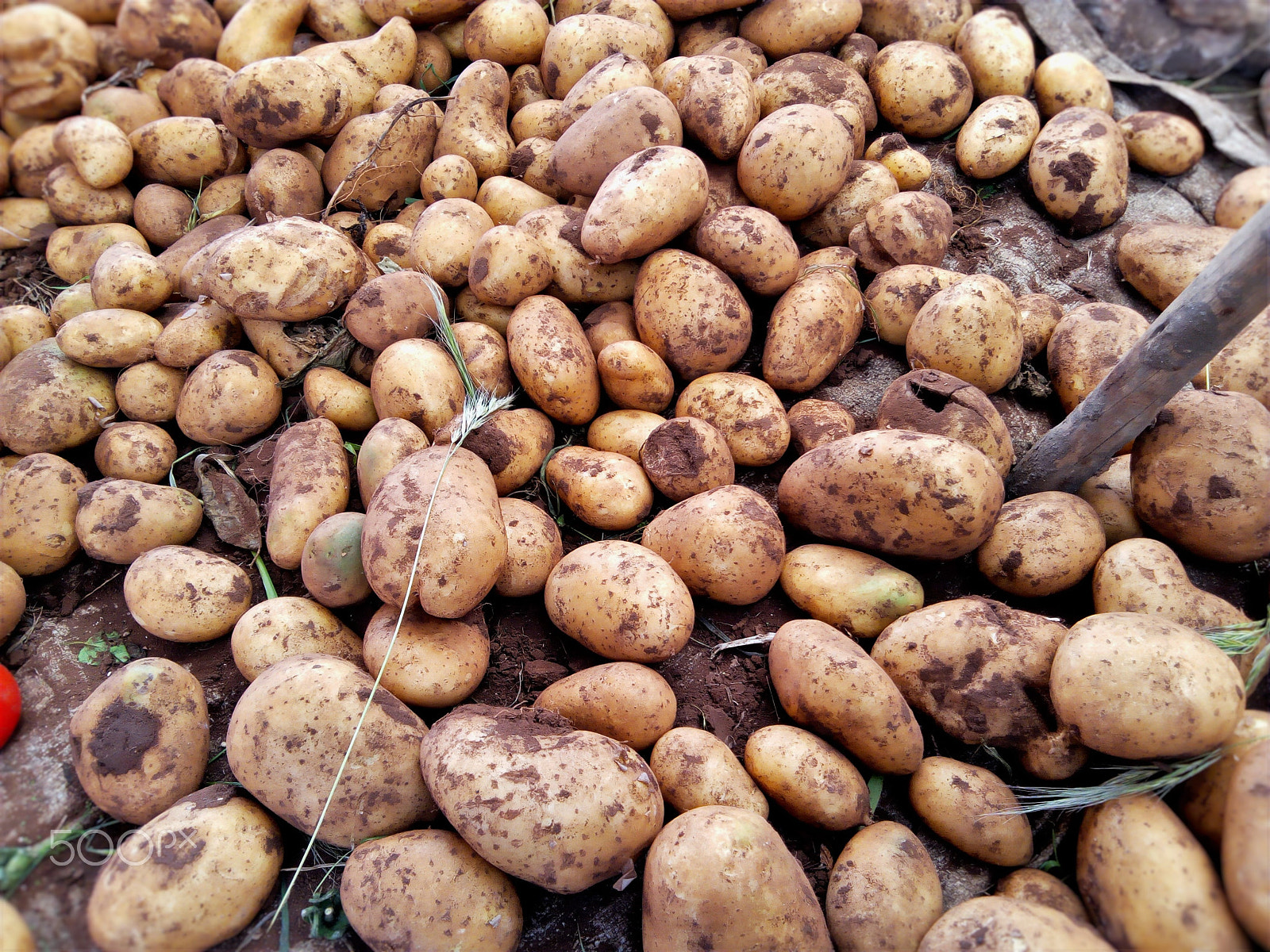 Infinix HOT5 Lite sample photo. Potatoes of the earth photography