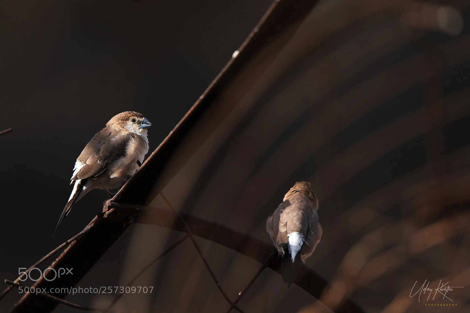 Canon EOS 5D Mark IV sample photo. Silverbill shot by uday photography