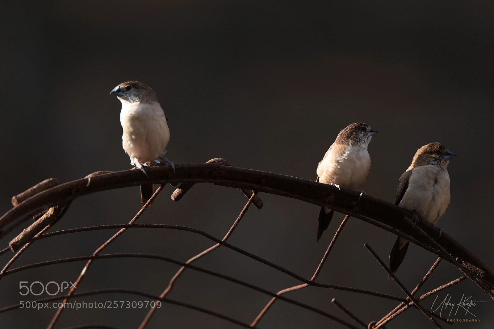 Canon EOS 5D Mark IV sample photo. Silverbill shot by uday photography