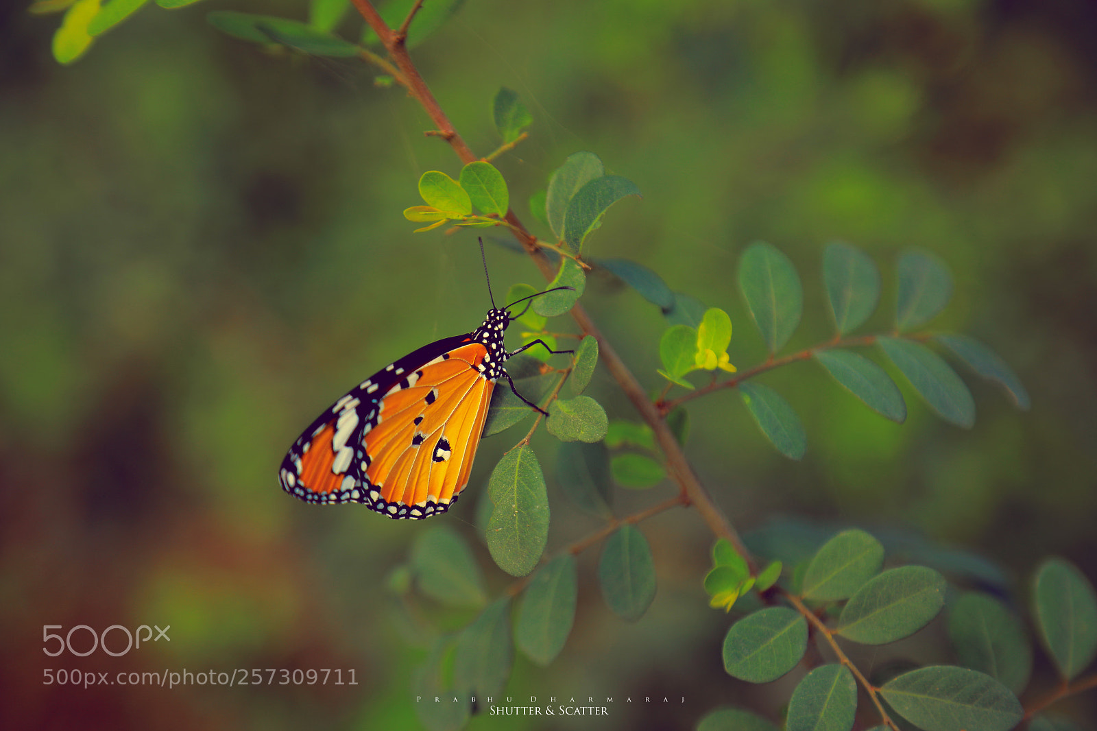 Canon EOS 5D Mark IV sample photo. The glider - danaus photography