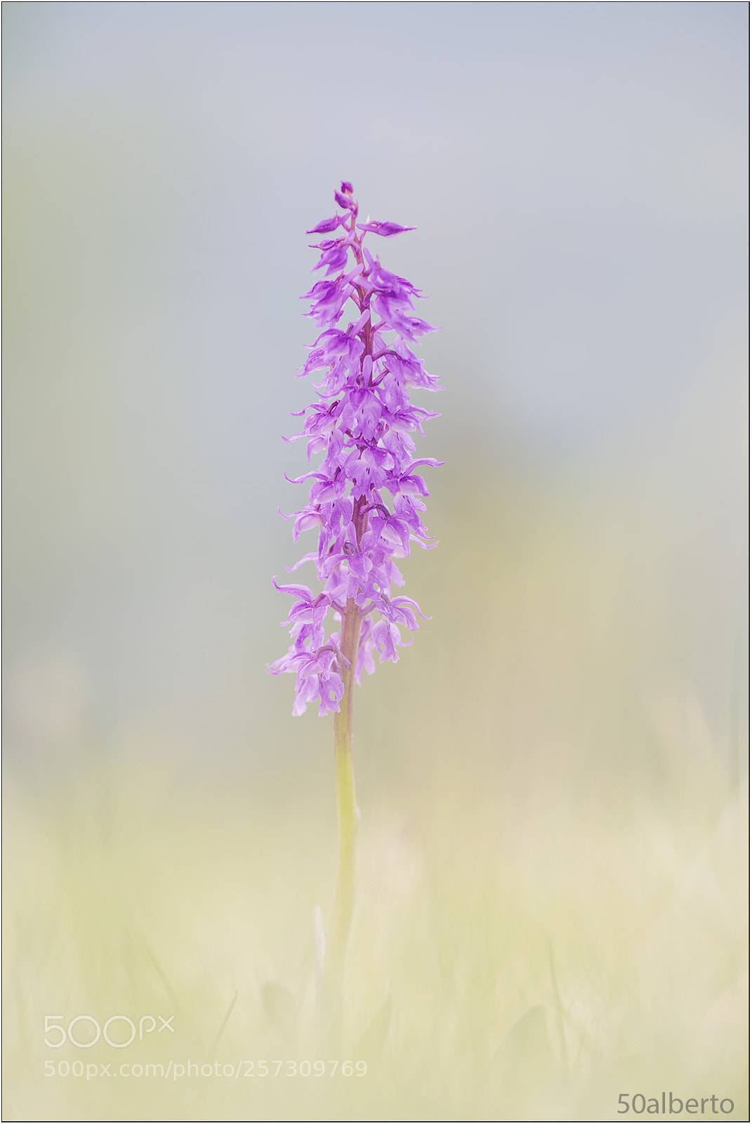 Nikon D610 sample photo. Orchis mascula. photography