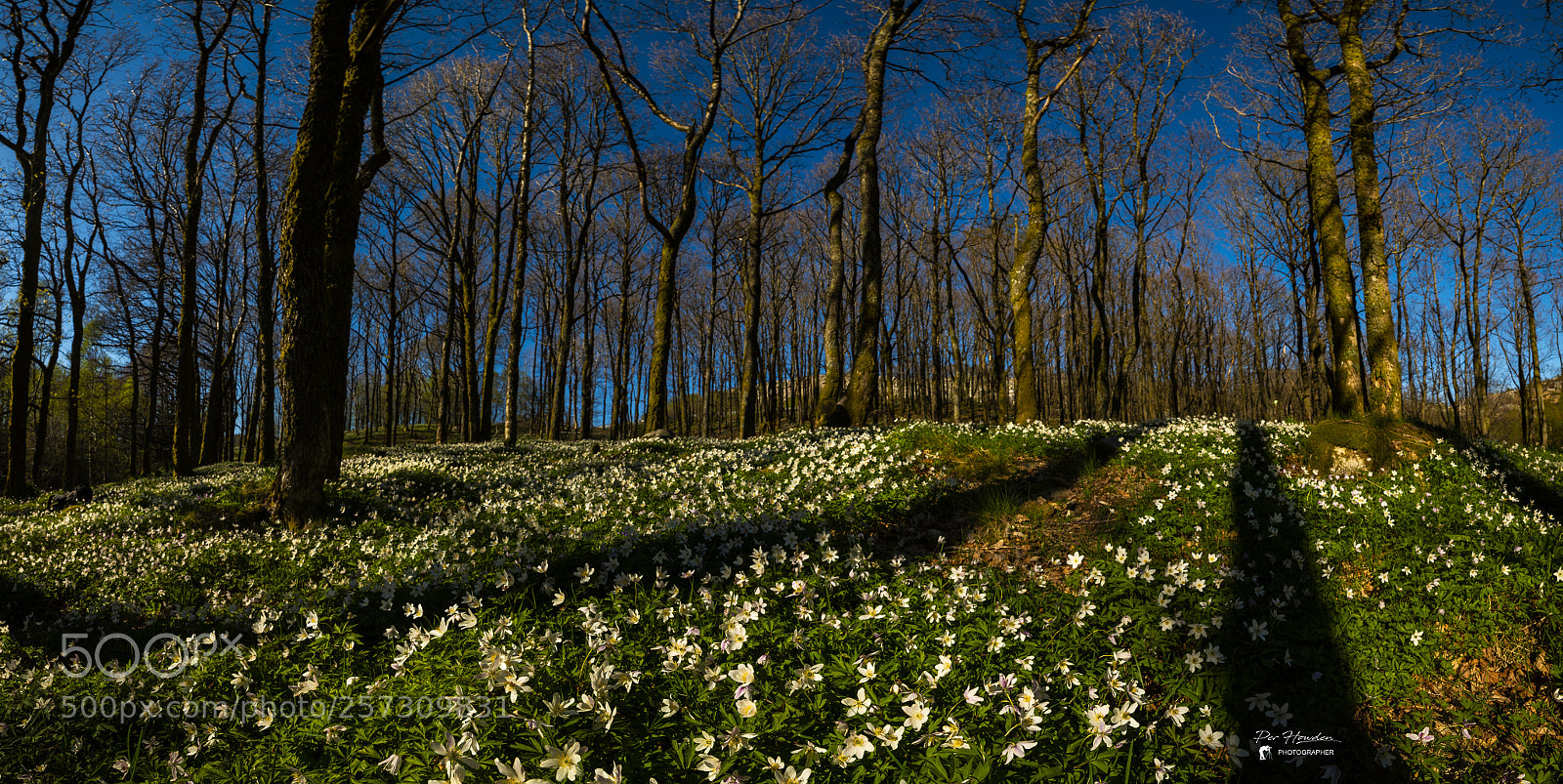 Nikon D800 sample photo. Flowers photography