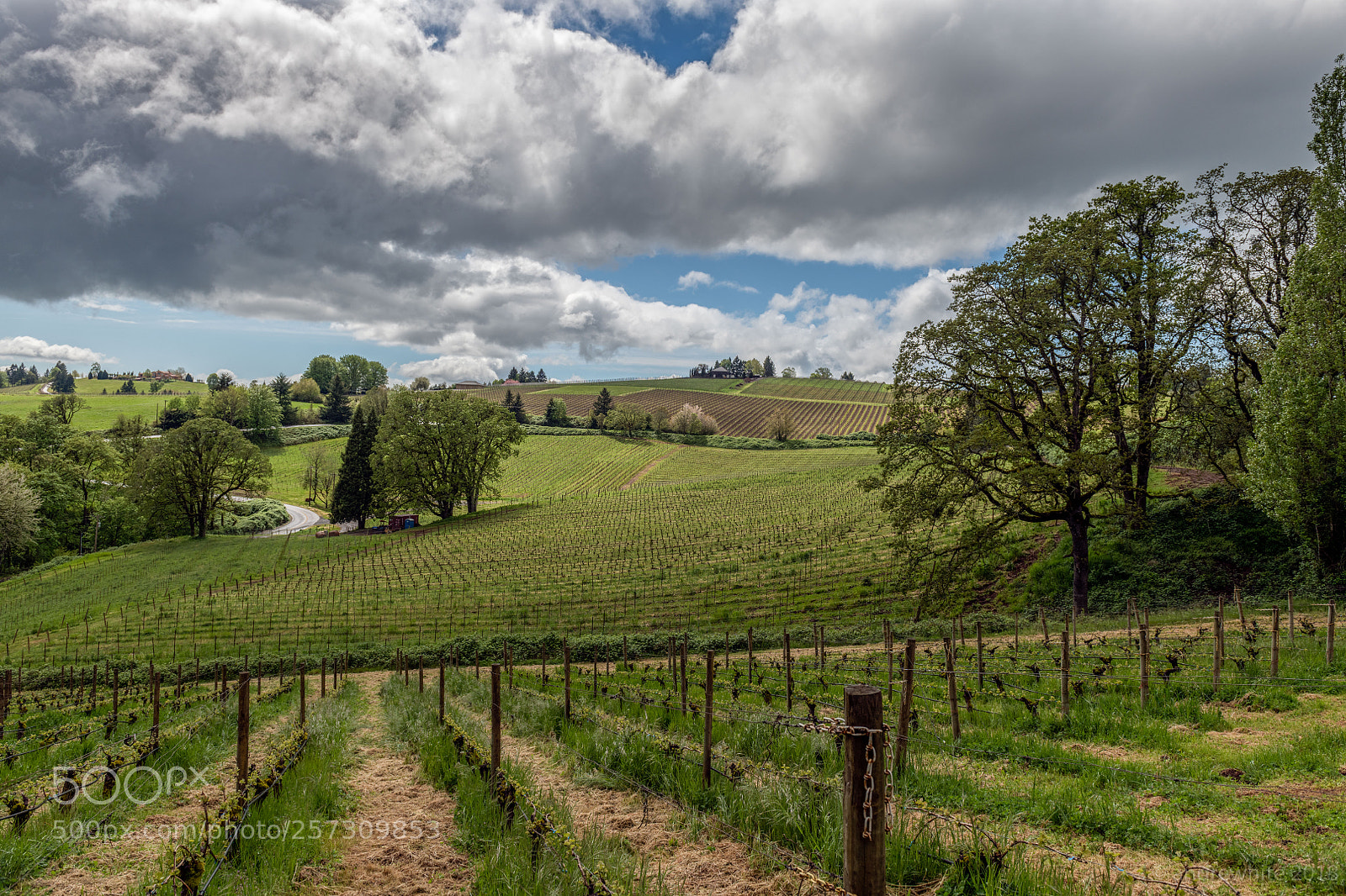 Nikon D850 sample photo. Vineyard photography