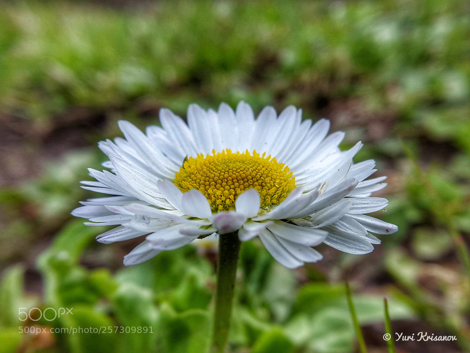 Samsung Galaxy Alpha sample photo. The first garden flowers photography