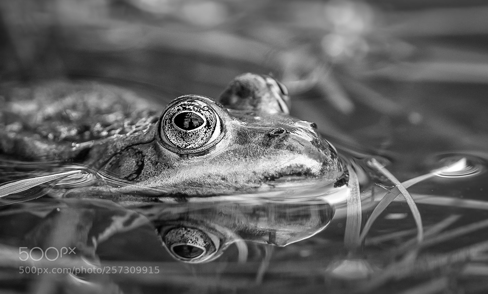 Nikon D750 sample photo. Frog 2 photography