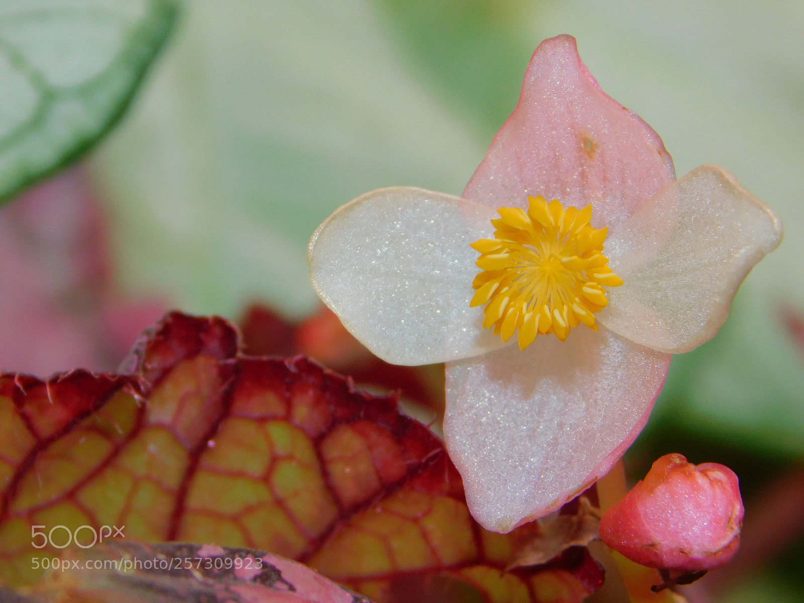 Nikon Coolpix B500 sample photo. Flower photography