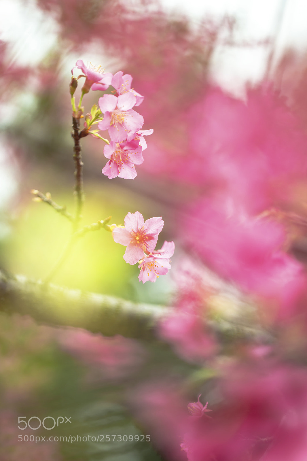 Canon EOS 6D sample photo. Bellflower cherry 緋寒櫻 iv photography