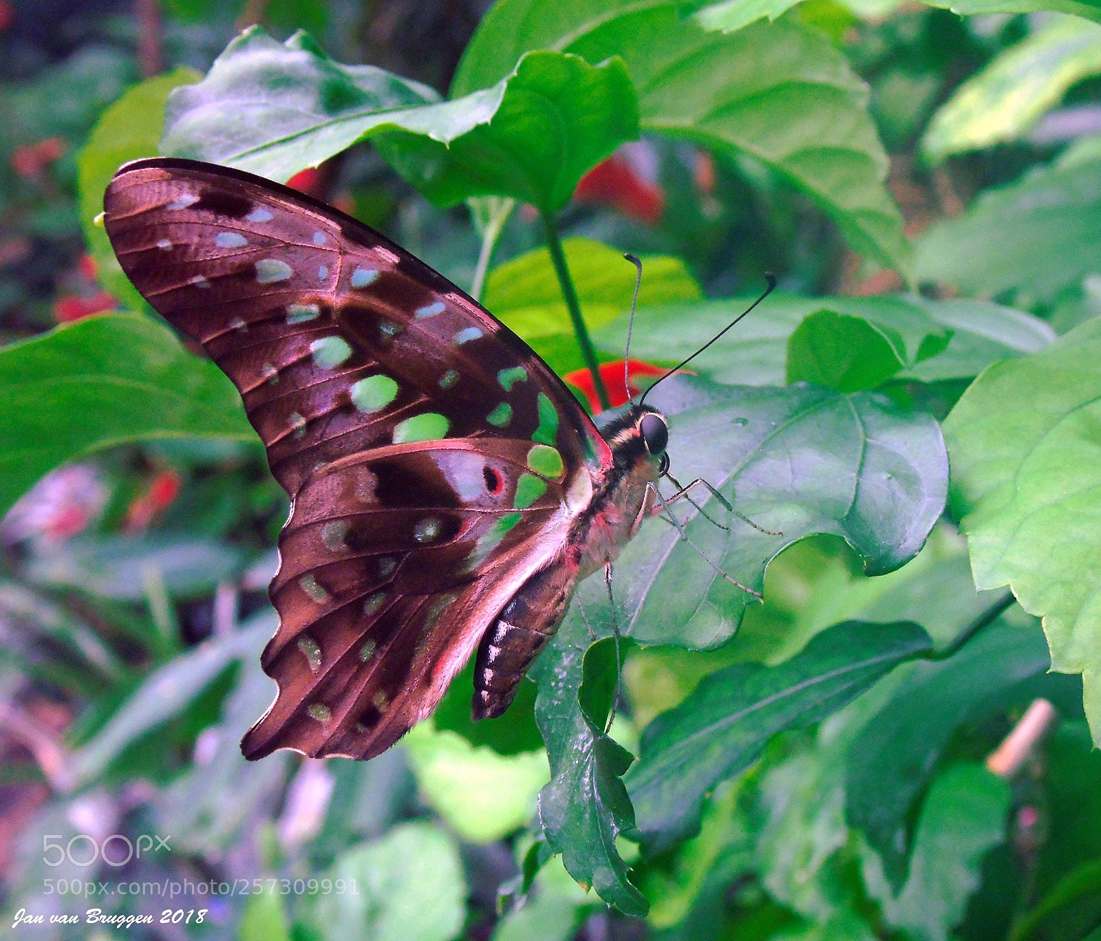 Sony Cyber-shot DSC-H400 sample photo. Graphium agamemnon photography